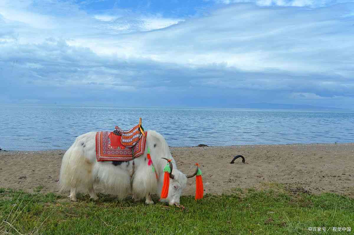 新疆旅游列车新东方快车(新疆东方快车起点和终点)