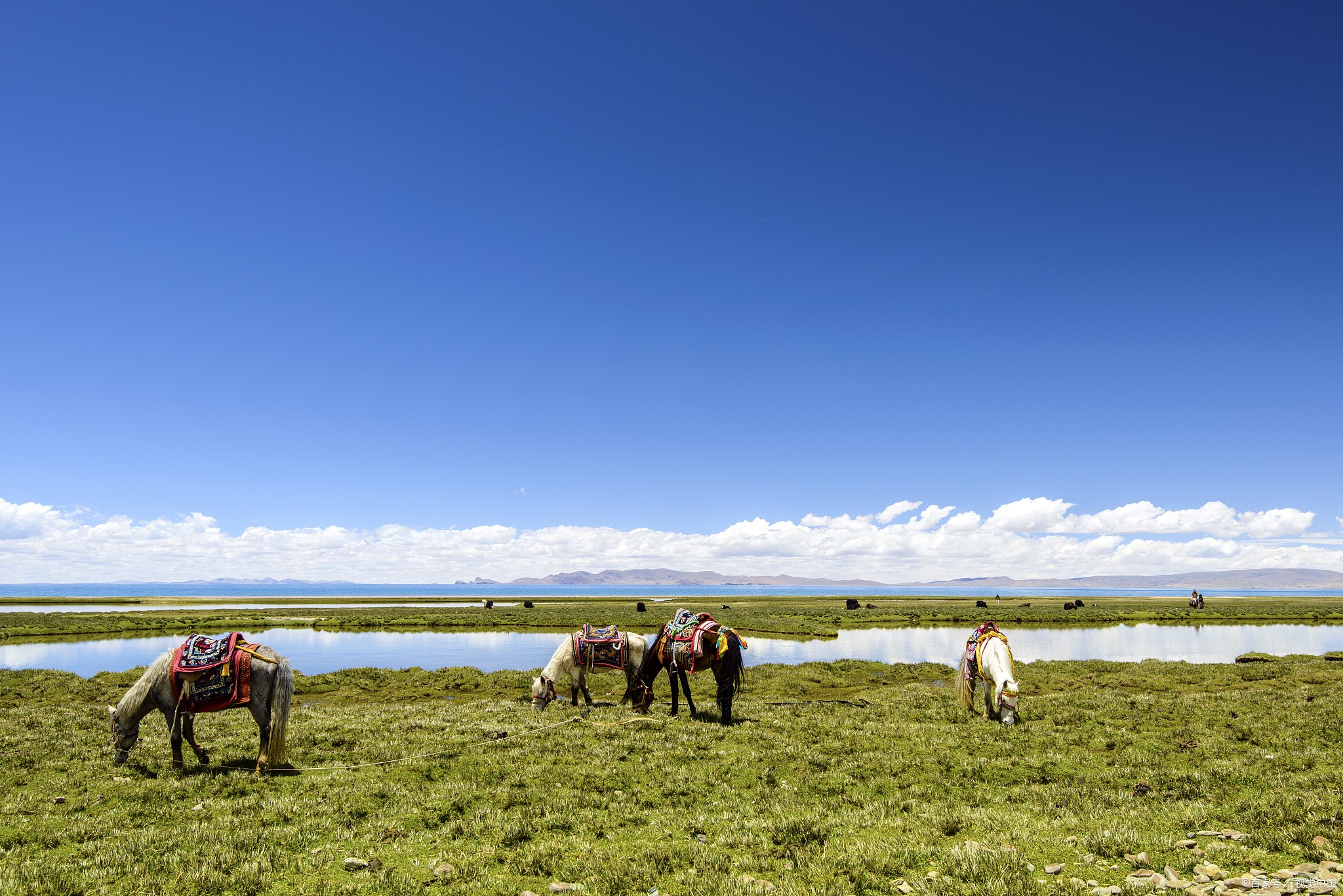 青海有什么特产(青海有什么特产可送人)